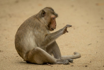 Long-tailed macaque sits staring at right paw