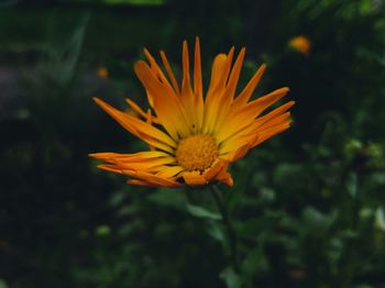 Close-up of yellow flower