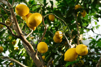 Low angle view of fruits on tree