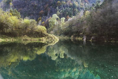 Scenic view of lake in forest