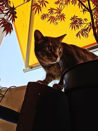 Low angle view of a cat looking away