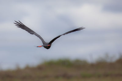 Bird flying in sky