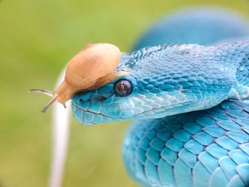 A snails and blue viper
