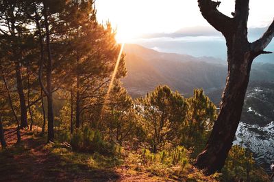 Scenic view of trees and mountains against sky