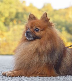 Close-up of a dog looking away