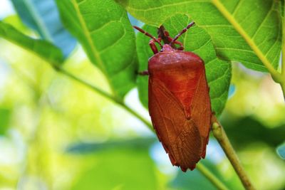 Close-up of insect on plant
