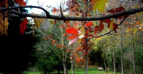 Close-up of autumn leaves on tree