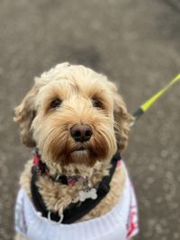 Close-up of dog