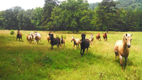 Horses on field