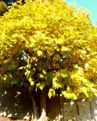 Close-up of yellow flower tree