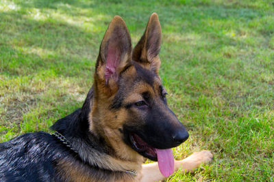 Close-up of a dog on field