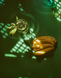 High angle view of fruit on table