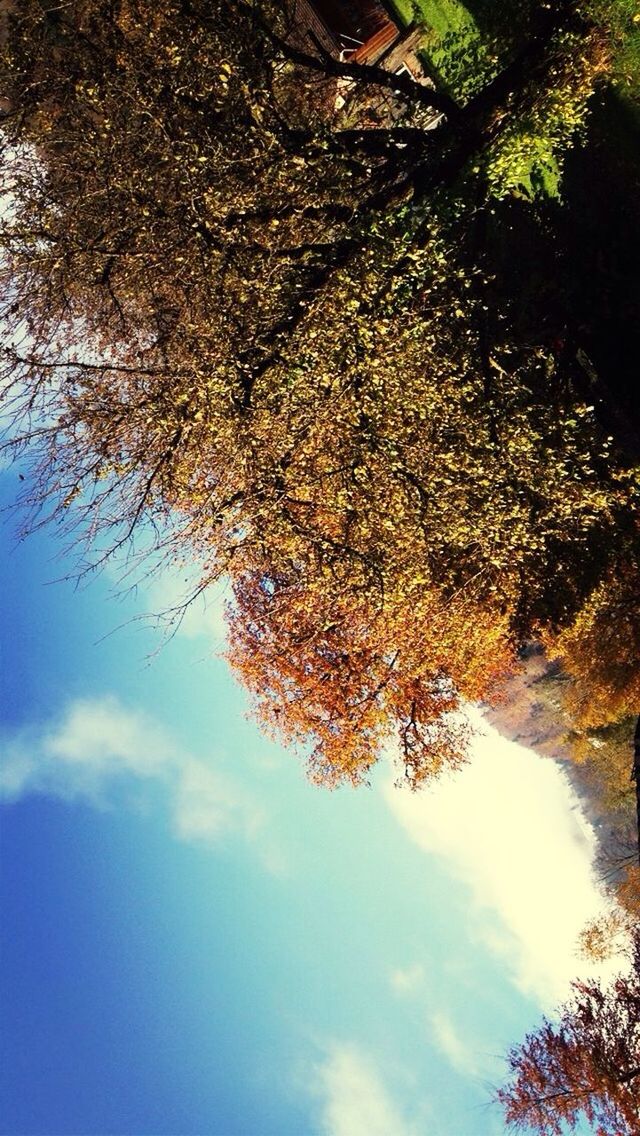 tree, tranquility, low angle view, sky, nature, beauty in nature, growth, branch, tranquil scene, scenics, sunlight, no people, outdoors, cloud - sky, idyllic, day, non-urban scene, cloud, tree trunk, leaf