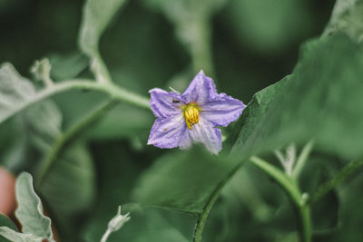 Close-up of purple flowering plant