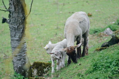 Sheep grazing on field