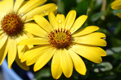 Close-up of yellow flower