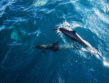 High angle view of fishes swimming in sea