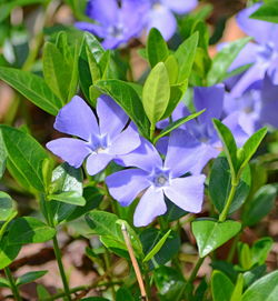 Close-up of purple flowering plant