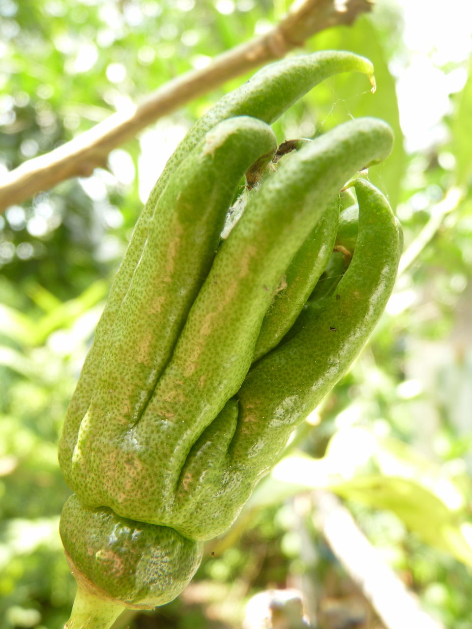 CLOSE-UP OF FRESH GREEN LEAVES