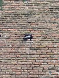 Bird on brick wall