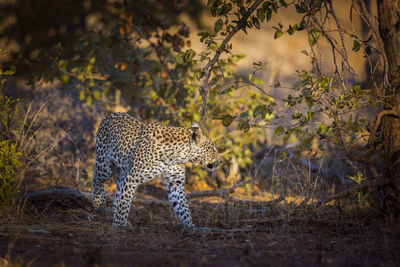 View of a cat on land