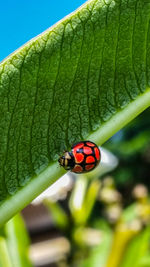 Close-up of ladybug on leaf