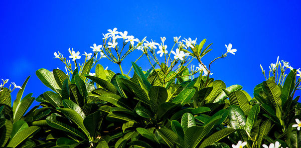 Low angle view of flowering plants against blue sky