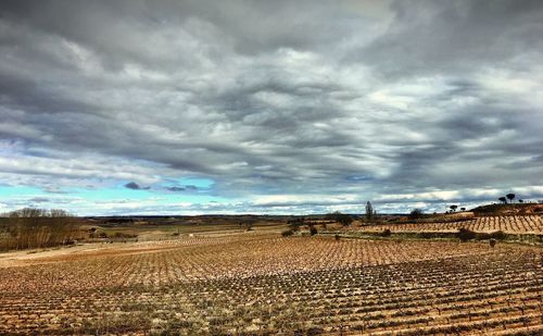 Scenic view of agricultural field against sky