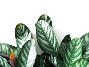 Close-up of leaves against white background