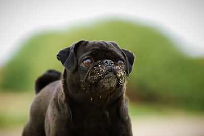 Close-up of black pug with dirty mouth