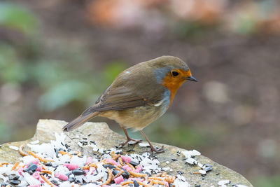 Close-up of robin perching on rock