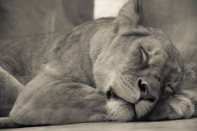 Close-up of cat sleeping