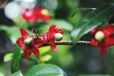 Close-up of red flower