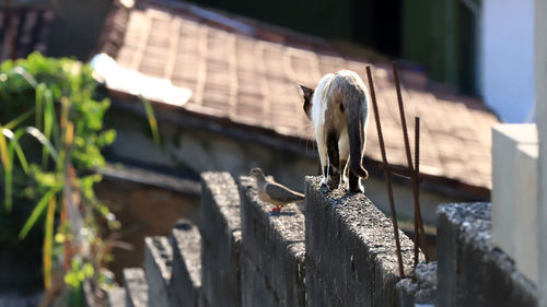 View of bird on wood