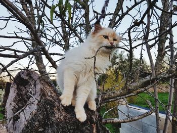 Low angle view of a cat on branch