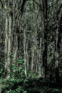 Full frame shot of trees