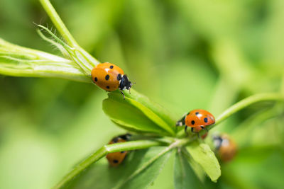 Close-up of ladybug on leaf