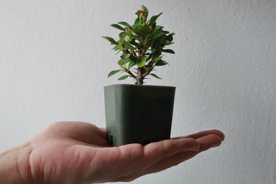 Close-up of hand holding potted plant against wall