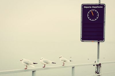 Birds perching on sign