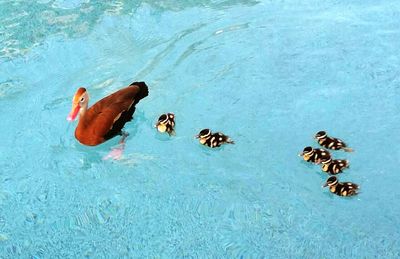 High angle view of duck and ducklings swimming in pond