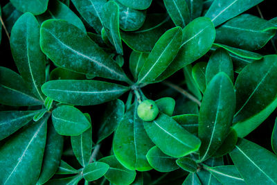 Full frame shot of green leaves