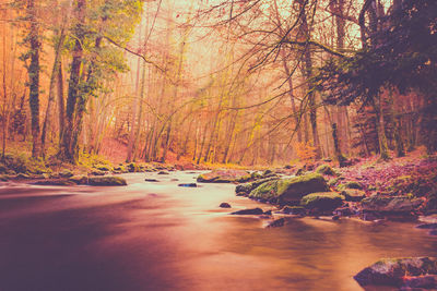 Scenic view of forest during autumn