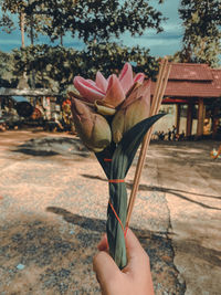 Close-up of hand holding flowering plant