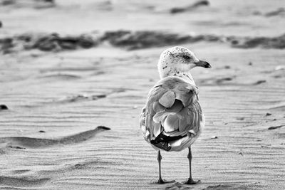 Close-up of bird on beach