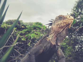 Close-up of lizard on tree