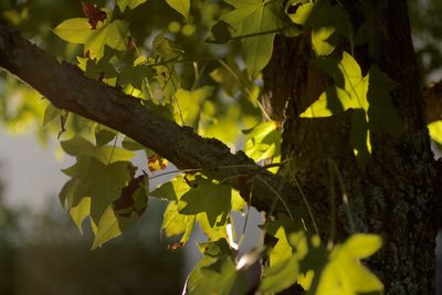 Close-up of leaves on tree