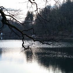 Reflection of bare trees in water