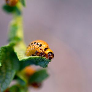 Close-up of insect on leaf