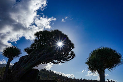 Low angle view of coconut palm trees against sky