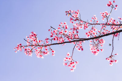 Low angle view of cherry blossoms against sky